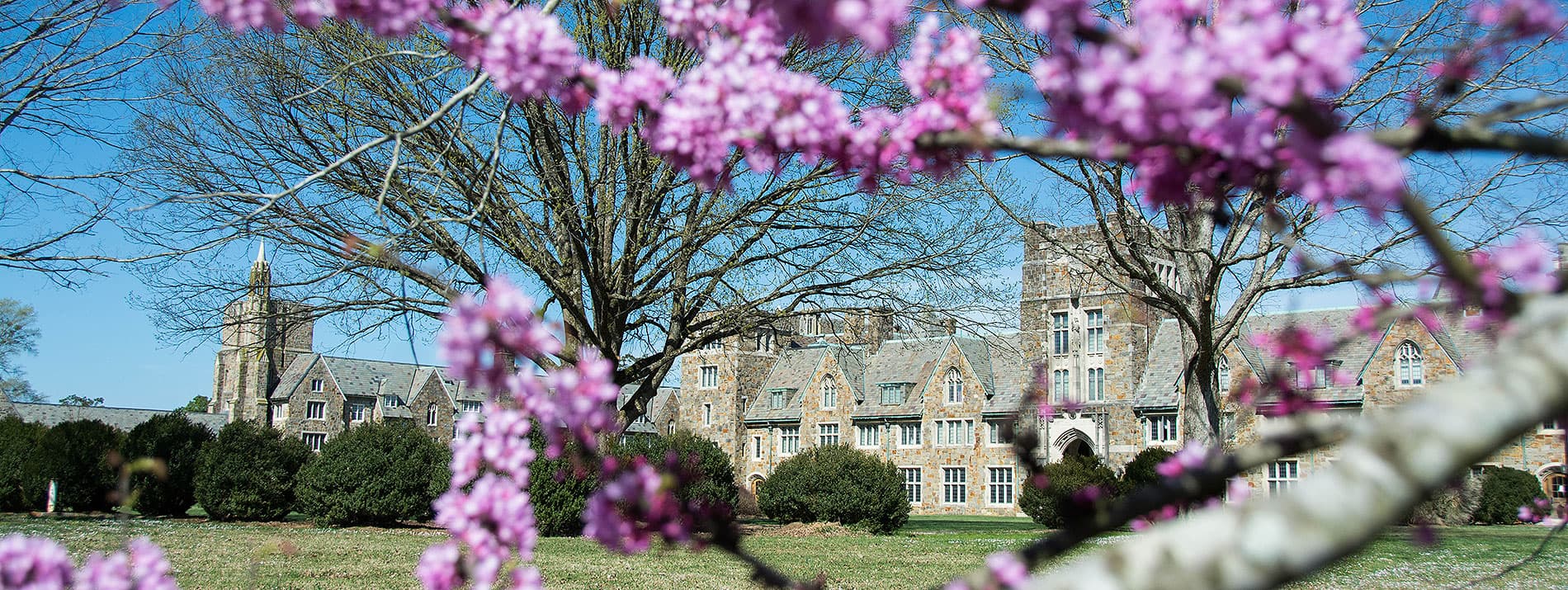 View of the Ford Buildings through purple flowers