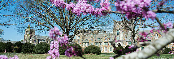 Ford Buildings through purple flowers