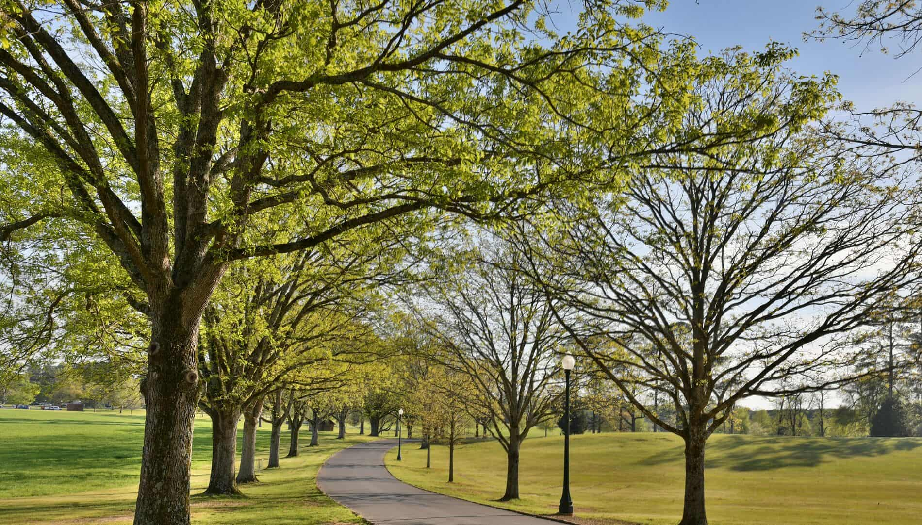 Campus Evening of Trees