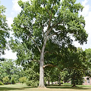 Tree-24.jpg