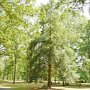 Tree-38.jpg